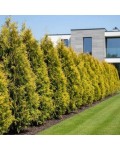 Thuja occidentalis Golden Brabant у сонячному саду